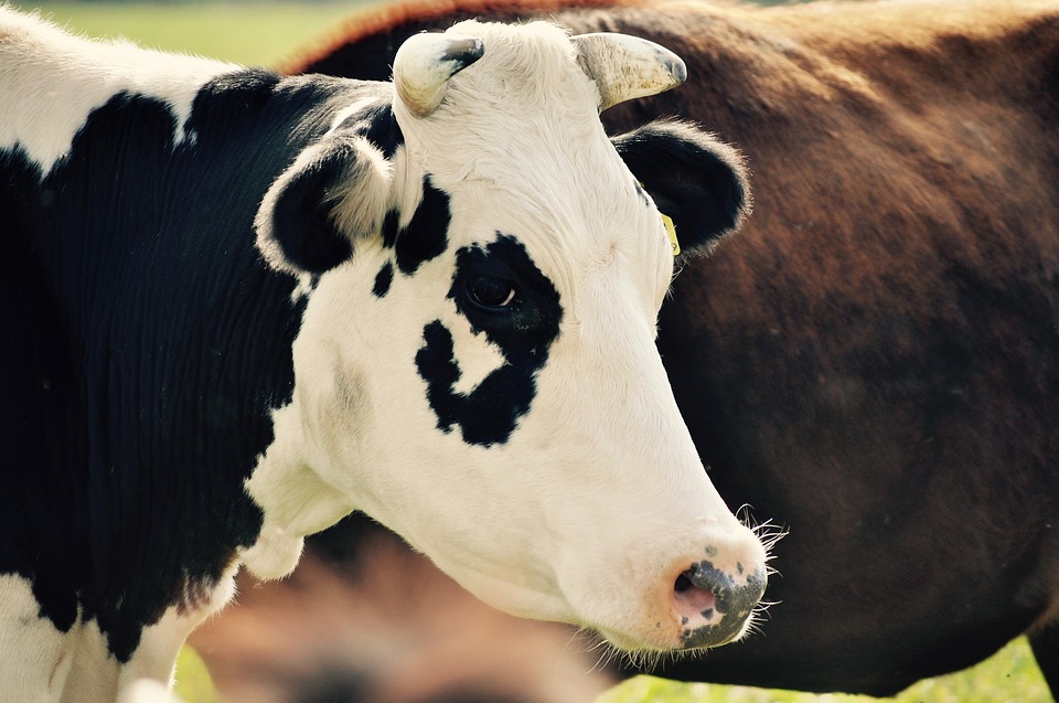 cow
