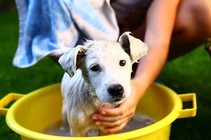 shampooing a puppy