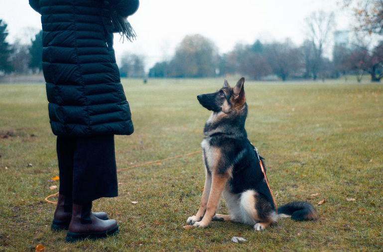 shepherd